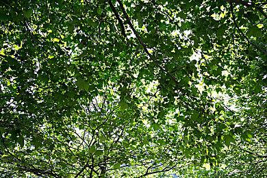 《冰汽时代2》豪华版公布 包含三款付费DLC等